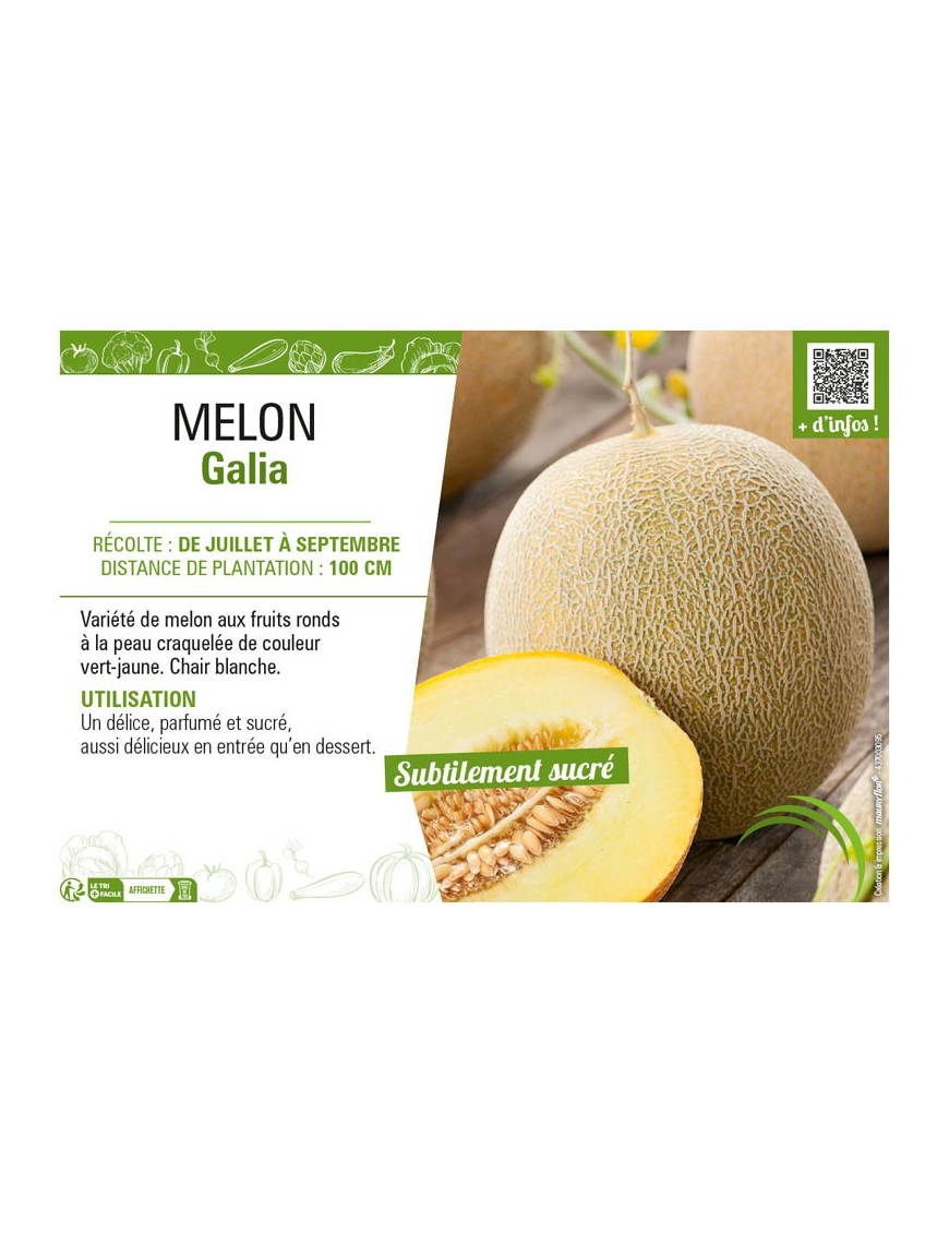 MELON GALIA