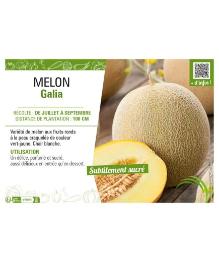 MELON GALIA