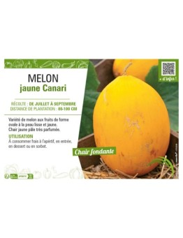 MELON JAUNE CANARI