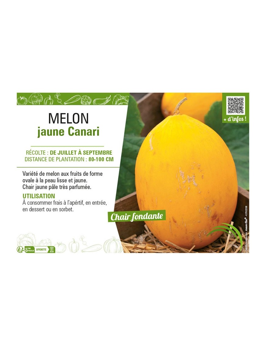 MELON JAUNE CANARI