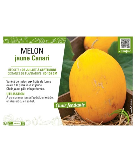 MELON JAUNE CANARI