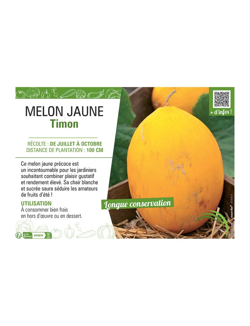 MELON JAUNE TIMON