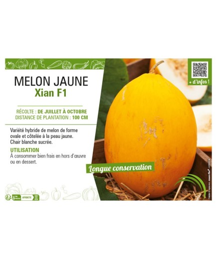 MELON JAUNE XIAN F1