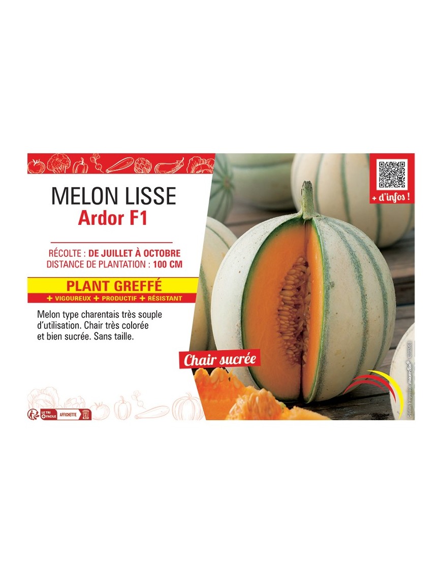 MELON LISSE ARDOR F1 Plant greffé