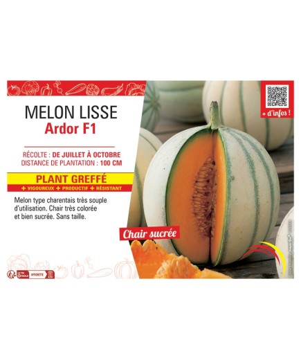 MELON LISSE ARDOR F1 Plant greffé