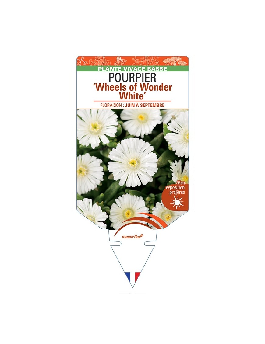 DELOSPERMA nubigenum WHEELS OF WONDER WHITE voir Pourpier