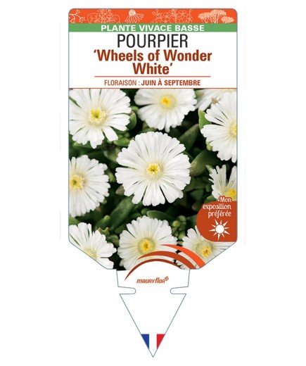 DELOSPERMA nubigenum WHEELS OF WONDER WHITE voir Pourpier
