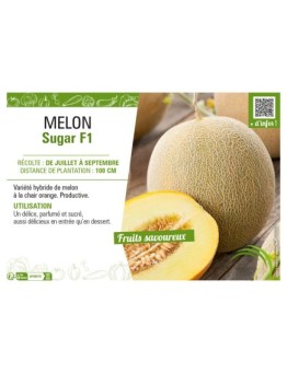 MELON SUGAR F1