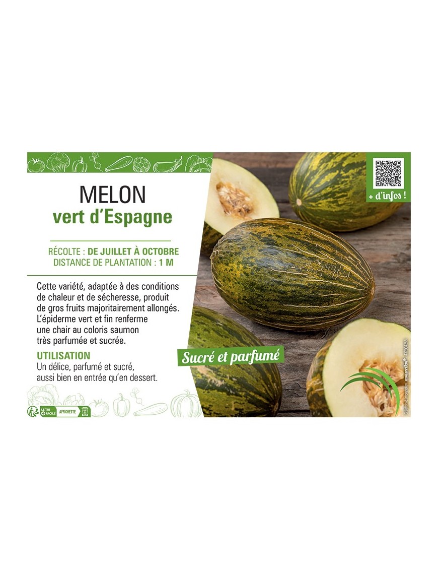 MELON VERT D'Espagne