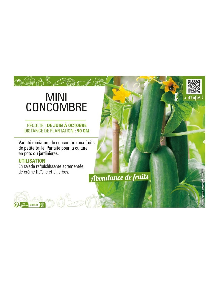 MINI CONCOMBRE