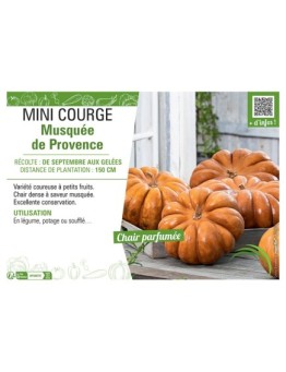 MINI COURGE MUSQUEE DE PROVENCE