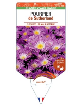 DELOSPERMA sutherlandii voir Pourpier de Sutherland