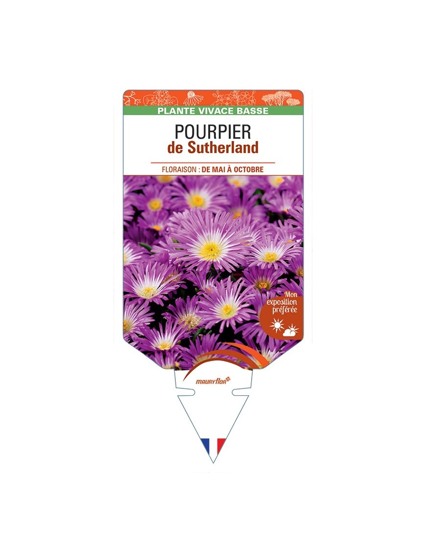 DELOSPERMA sutherlandii voir Pourpier de Sutherland