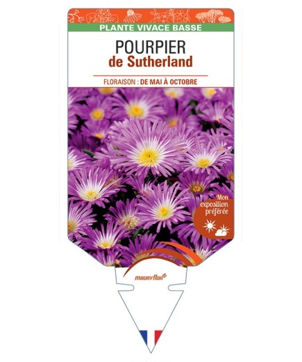 DELOSPERMA sutherlandii voir Pourpier de Sutherland