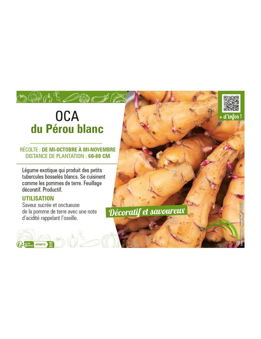 OCA DU PEROU BLANC