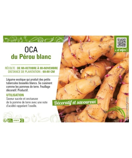 OCA DU PEROU BLANC