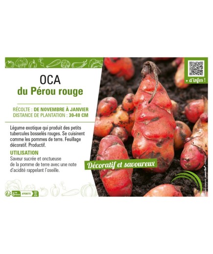 OCA DU PEROU ROUGE