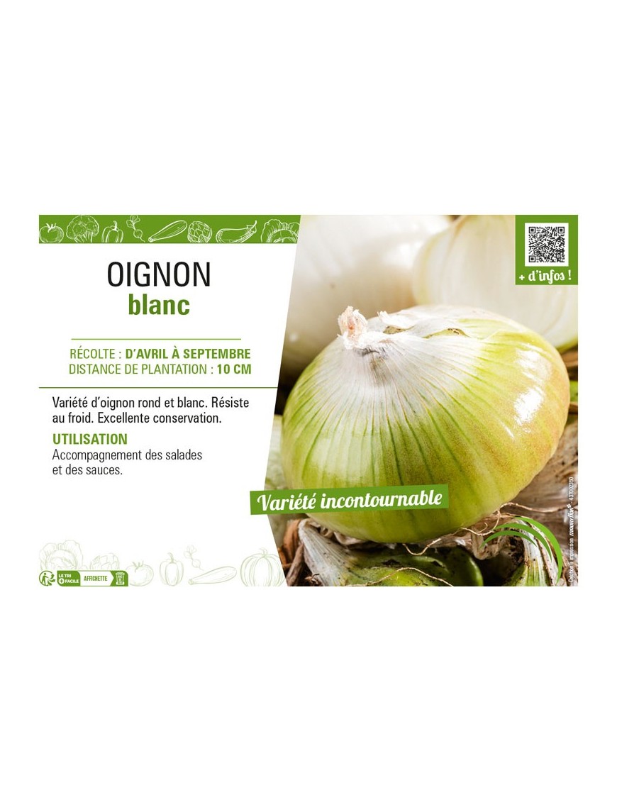 OIGNON BLANC (APLATI)