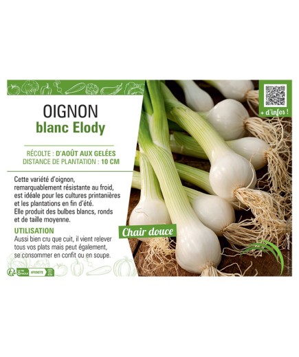 OIGNON BLANC ELODY