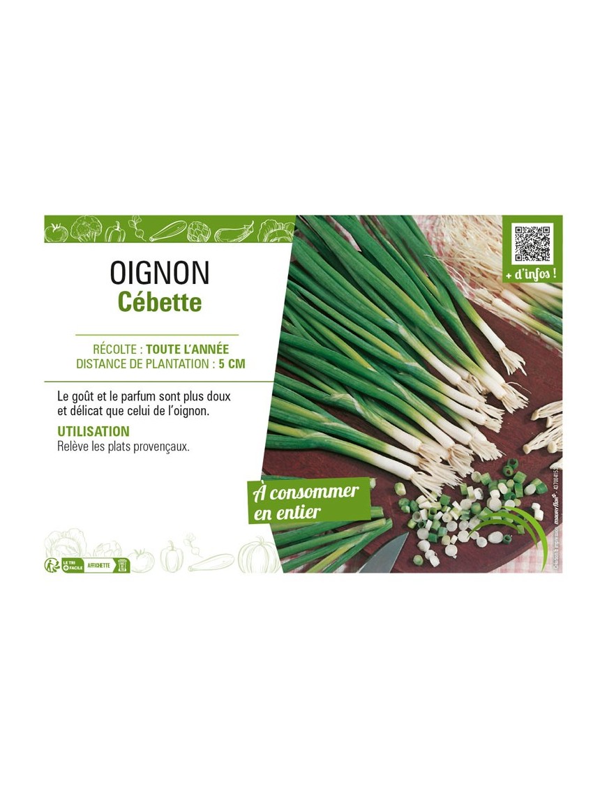 OIGNON CÉBETTE
