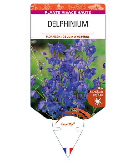 DELPHINIUM (belladona)