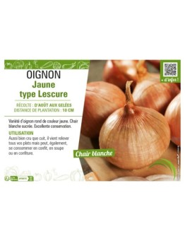 OIGNON JAUNE TYPE LESCURE