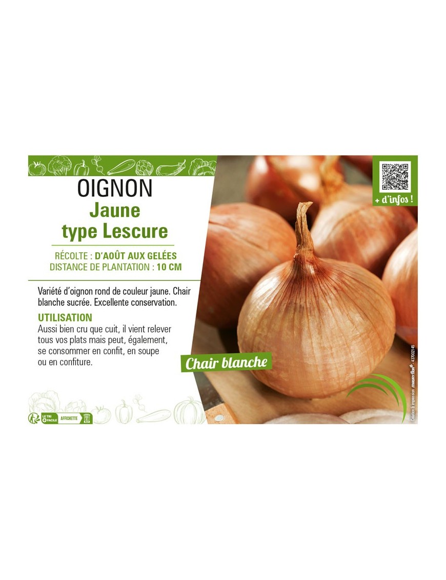 OIGNON JAUNE TYPE LESCURE