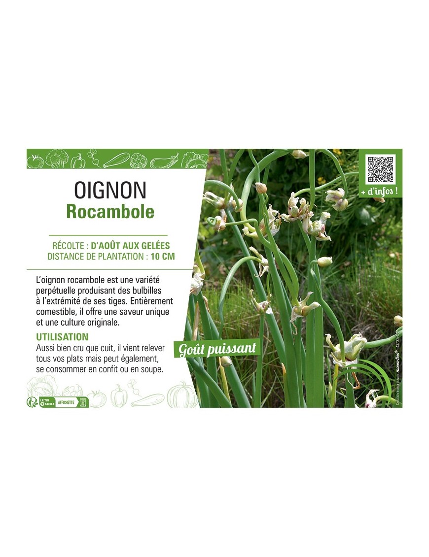 OIGNON ROCAMBOLE