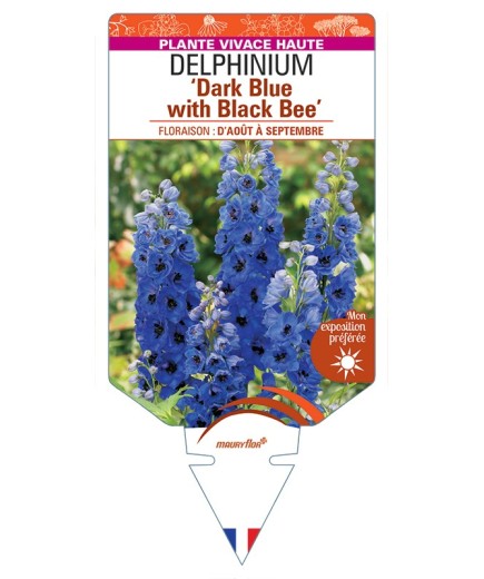 DELPHINIUM (elatum) Dark Blue with Black Bee