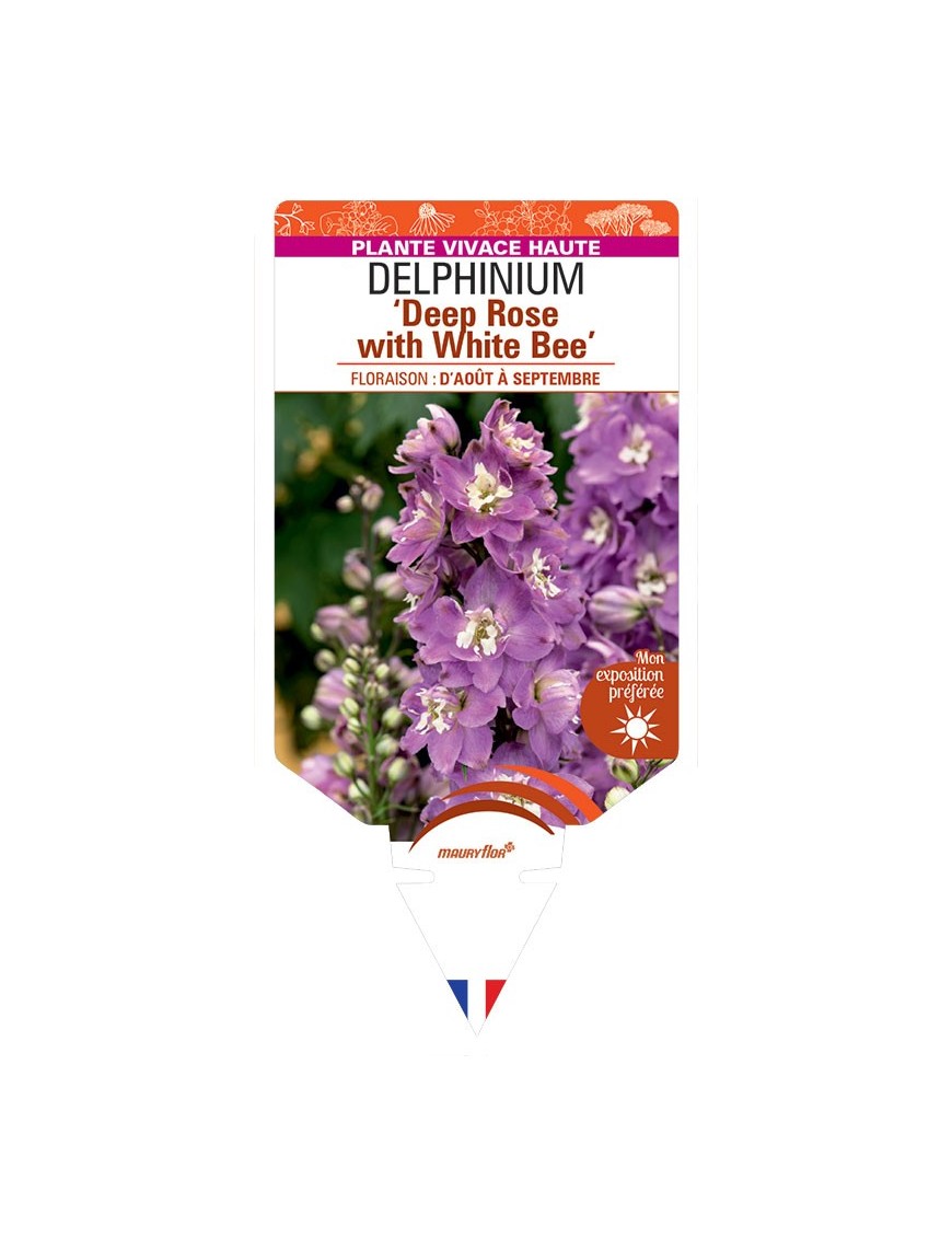 DELPHINIUM (elatum) Deep Rose with White Bee