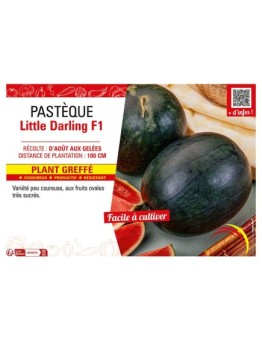 PASTÈQUE LITTLE DARLING F1 Plant greffé