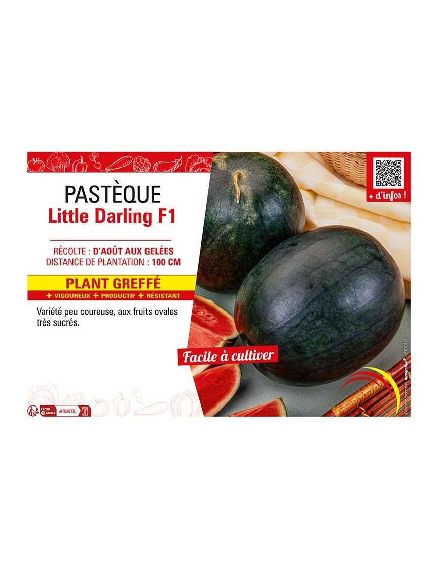 PASTÈQUE LITTLE DARLING F1 Plant greffé