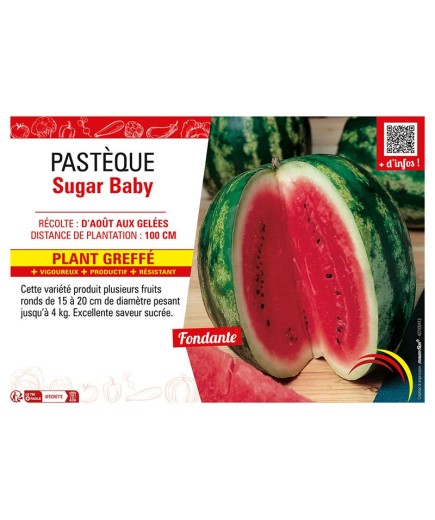 PASTÈQUE SUGAR BABY Plant greffé