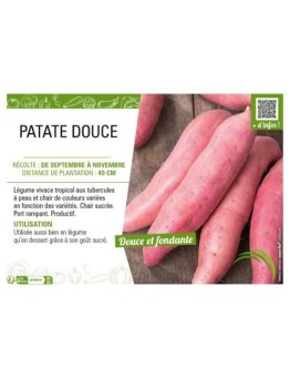PATATE DOUCE