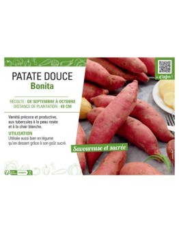 PATATE DOUCE BONITA