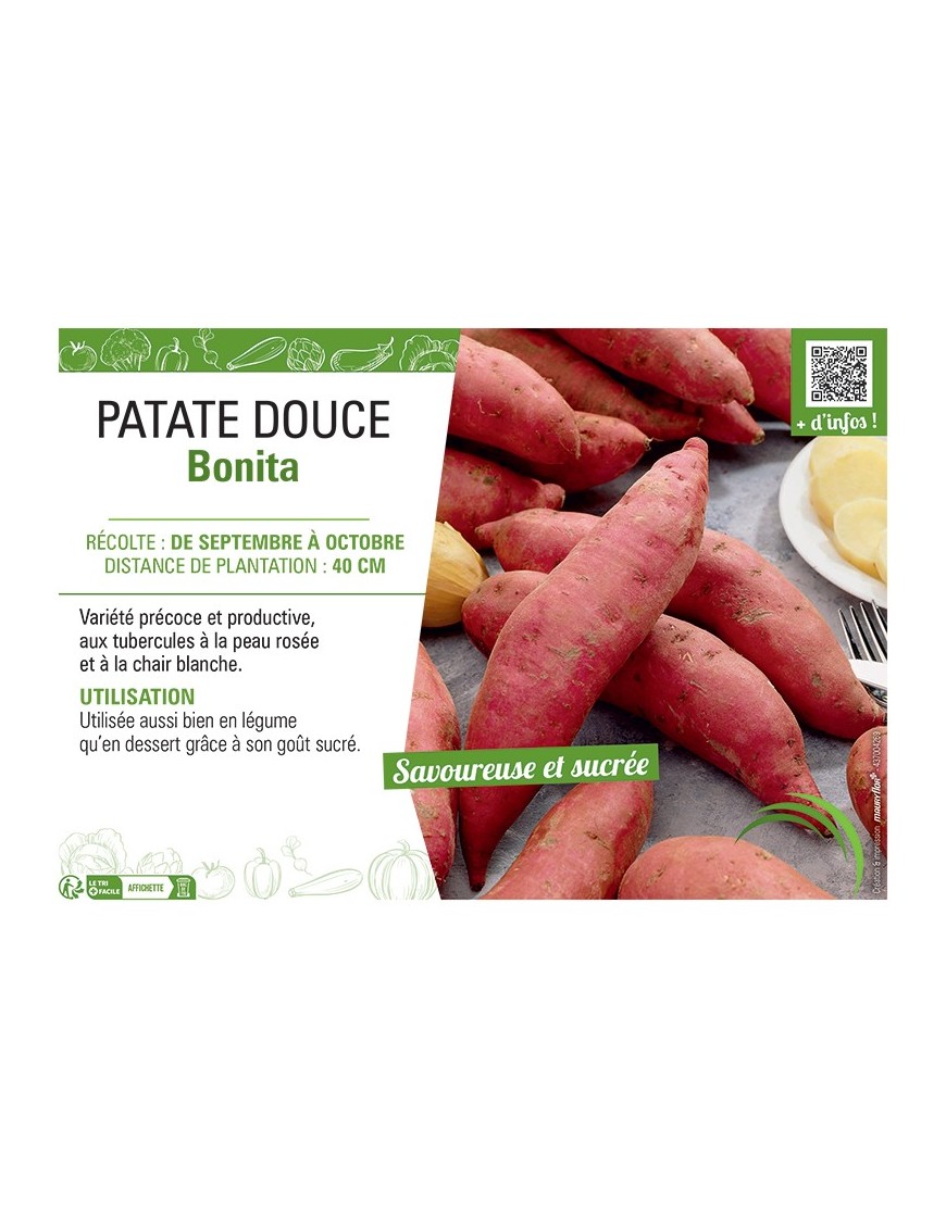 PATATE DOUCE BONITA