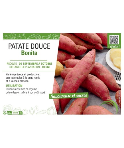 PATATE DOUCE BONITA
