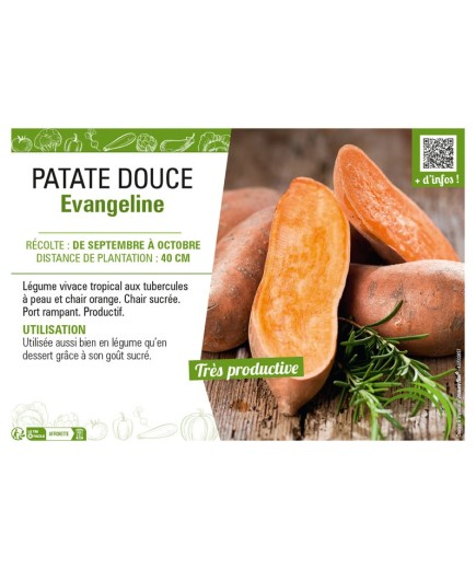 PATATE DOUCE EVANGELINE