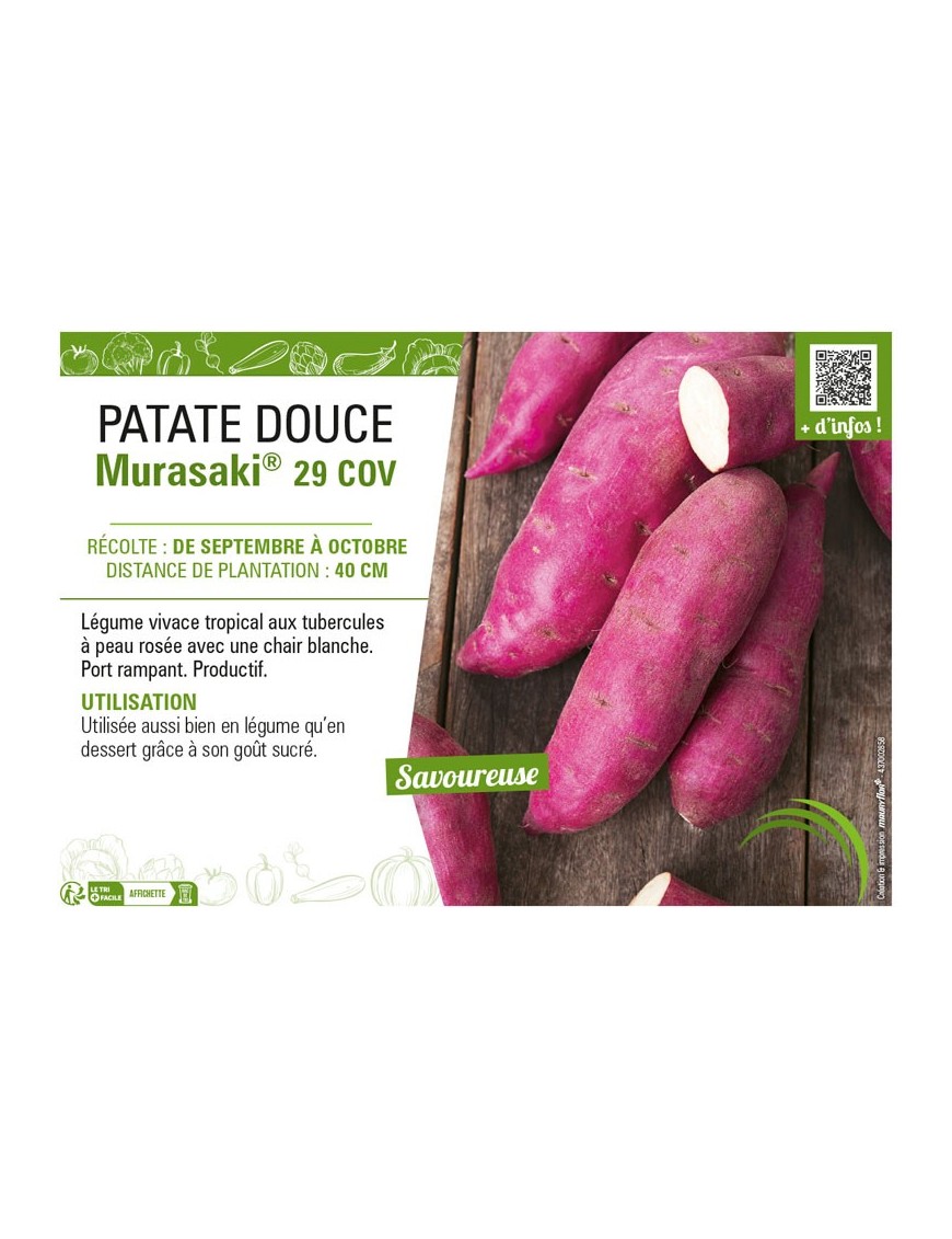 PATATE DOUCE MURASAKI® 29 COV