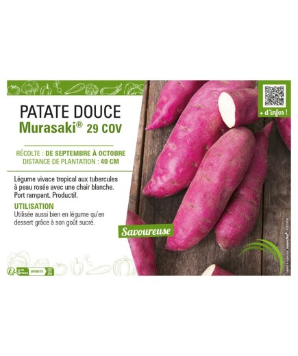PATATE DOUCE MURASAKI® 29 COV