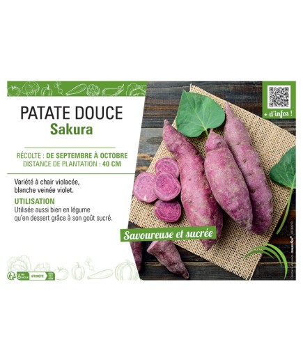 PATATE DOUCE SAKURA