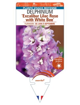 DELPHINIUM (elatum) Excalibur Lilac Rose with White Bee