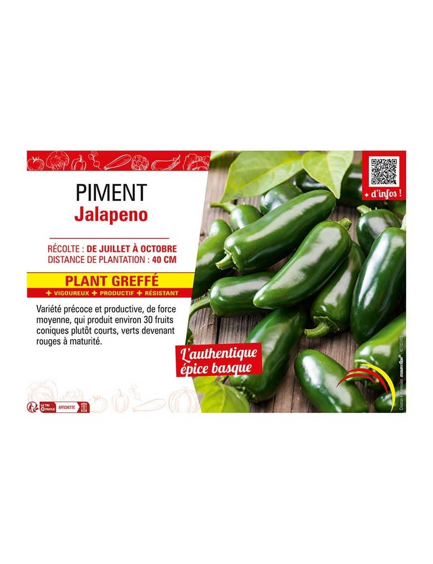 PIMENT JALAPENO Plant greffé