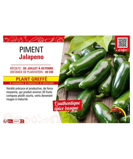PIMENT JALAPENO Plant greffé