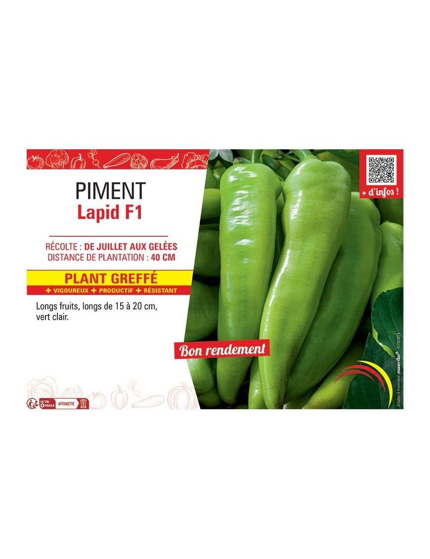 PIMENT LAPID F1 Plant greffé