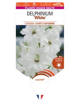 DELPHINIUM (elatum) White