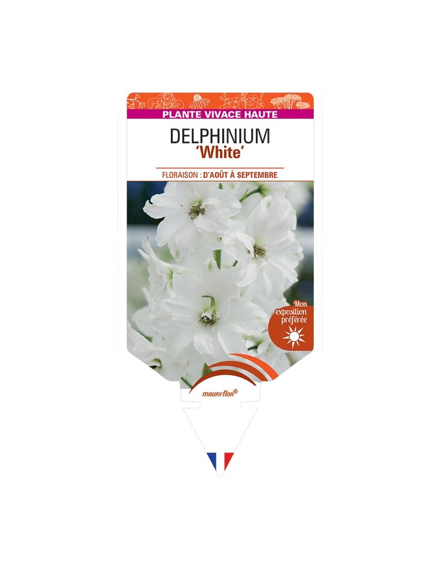DELPHINIUM (elatum) White