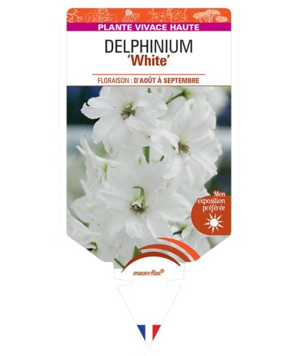 DELPHINIUM (elatum) White