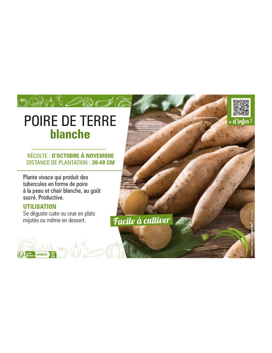 POIRE DE TERRE BLANCHE