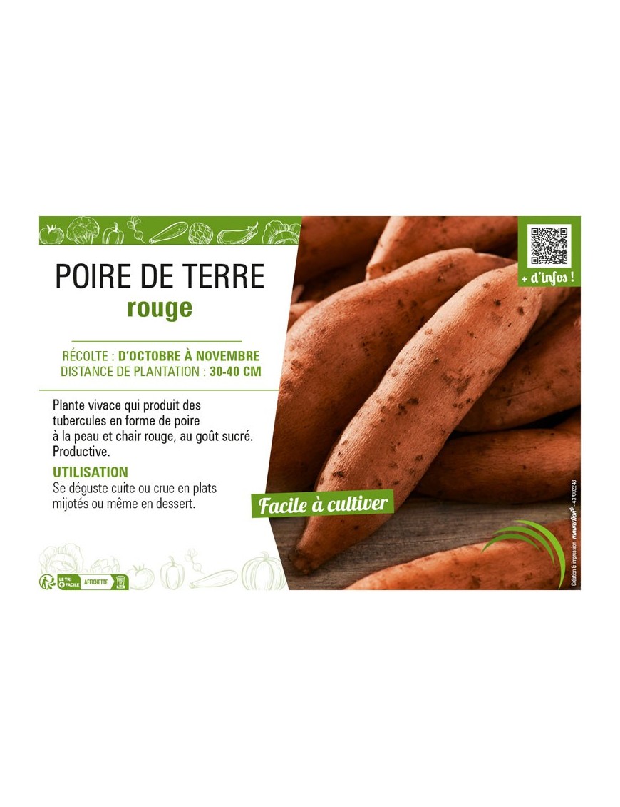 POIRE DE TERRE ROUGE